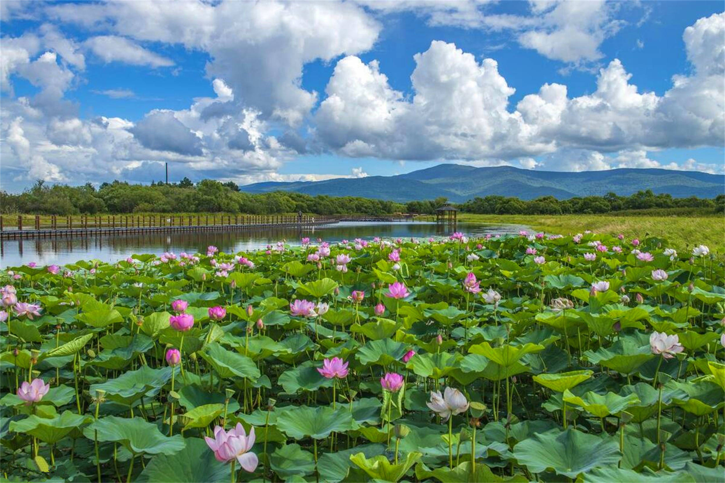 🌸快手短视频【管家婆一码一肖100中奖】-坪山区 共建城市花园收获国际大奖  第4张